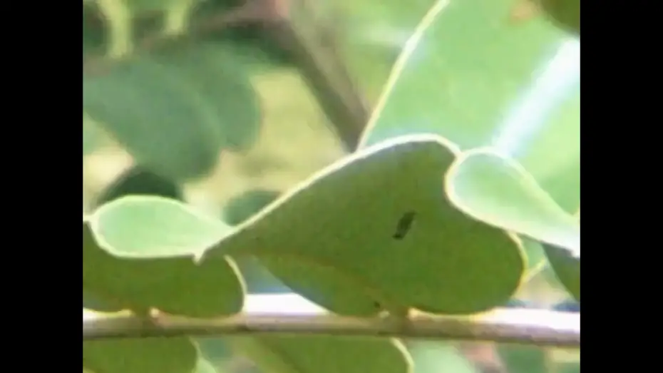 Watch film spinning flower | spinning flower