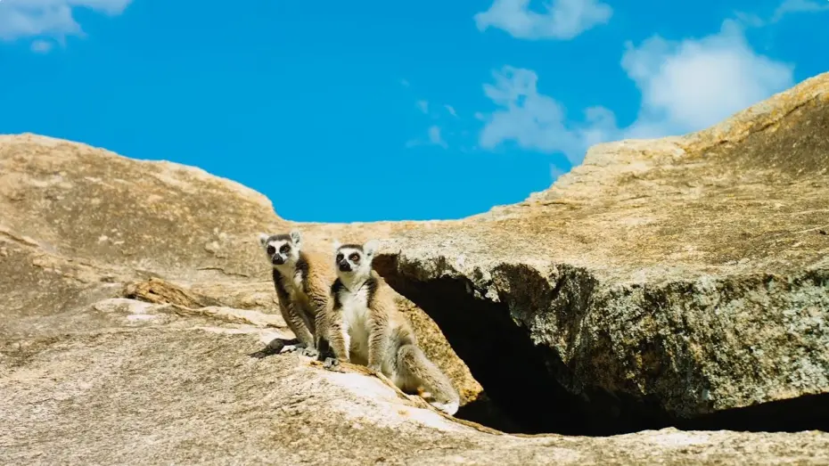 Watch film Island of Lemurs: Madagascar | Island of Lemurs: Madagascar - Official Trailer [HD]