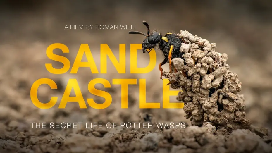 Watch film Sandcastle - The Secret Life Of Potter Wasps | Sandcastle - The Secret Life Of Potter Wasps (Trailer)