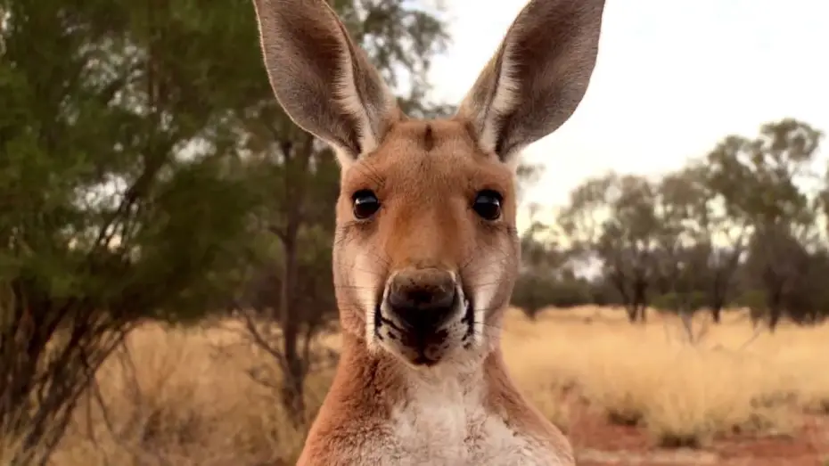 Watch film Kangaroo: A Love-Hate Story | KANGAROO (2018)