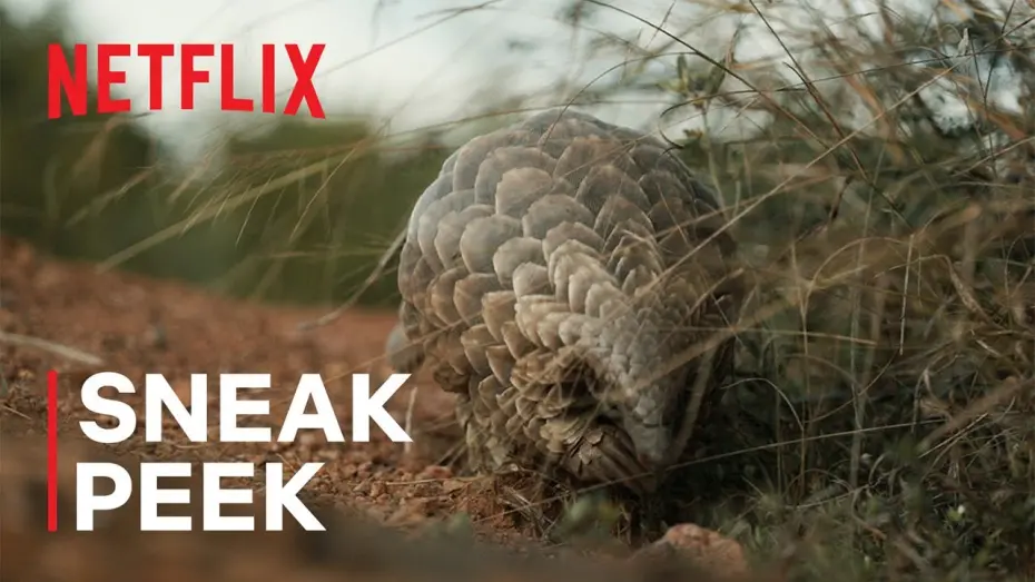 Watch film Pangolin: Kulu