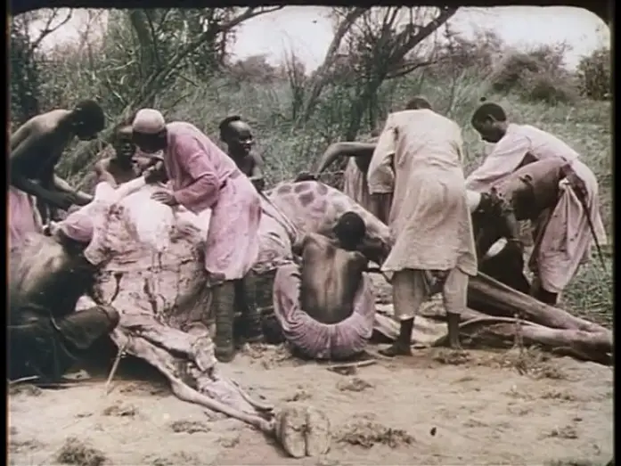 Watch film La Chasse &agrave; la girafe en Ouganda | Chasse &agrave; la girafe dans l&rsquo;Ouganda (1911) Pathé