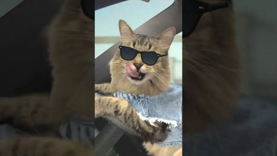 Watch film Caught Stealing | Cat Chase