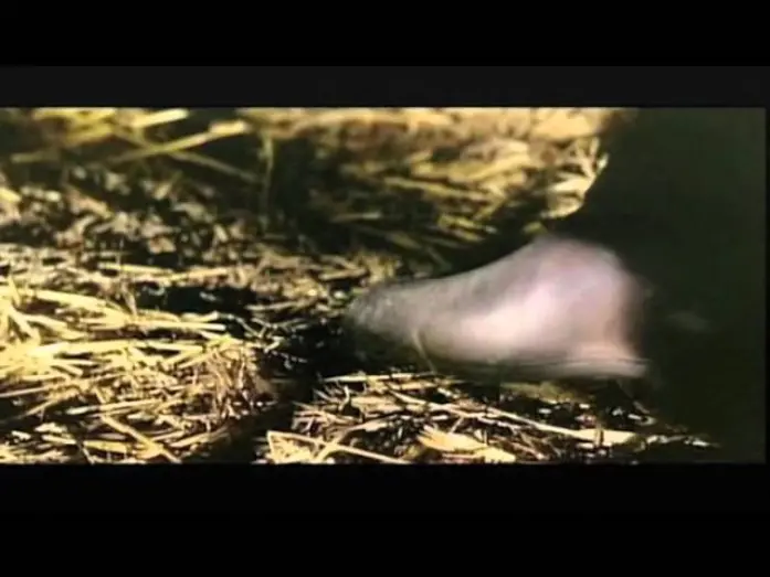 Watch film Killer Caliber .32 | Killer Calibre 32 (1967) Trailer