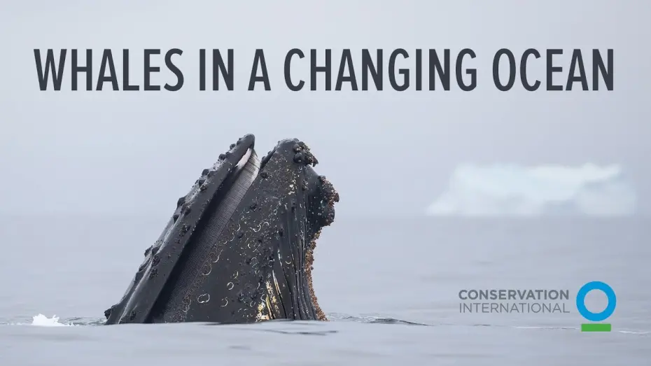 Watch film Whales in a Changing Ocean | Whales in a Changing Ocean - trailer