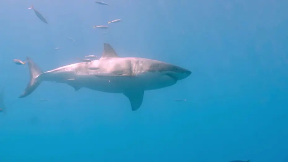 Watch film Sharks: Monster of the Media | Sharks: Monster of the Media