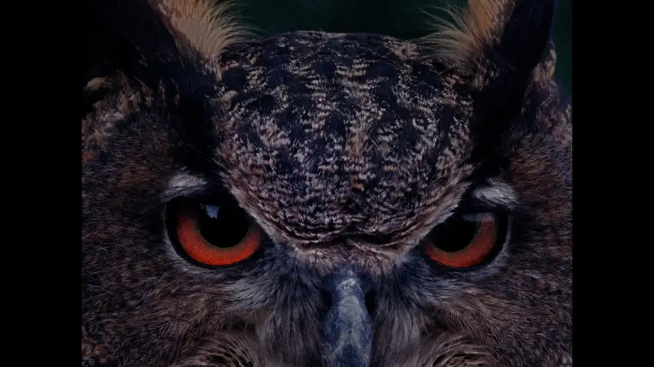 Watch film B for Bartleby | TRAILER B wie Bartleby (Angela Summereder, AT-2025) OmdU