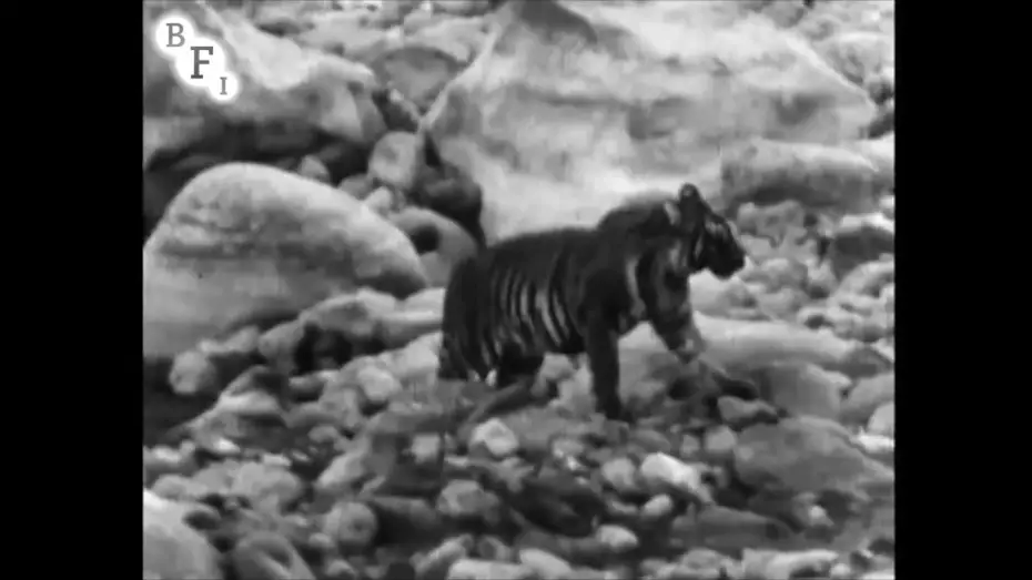 Watch film Wandering Tigers in North India | Wandering Tigers in North India (1935) - amateur film shot by Jim Corbett