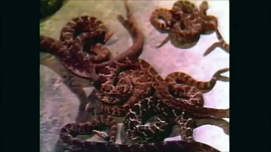 Watch film Rattlers | Rattlers (1976) - Trailer