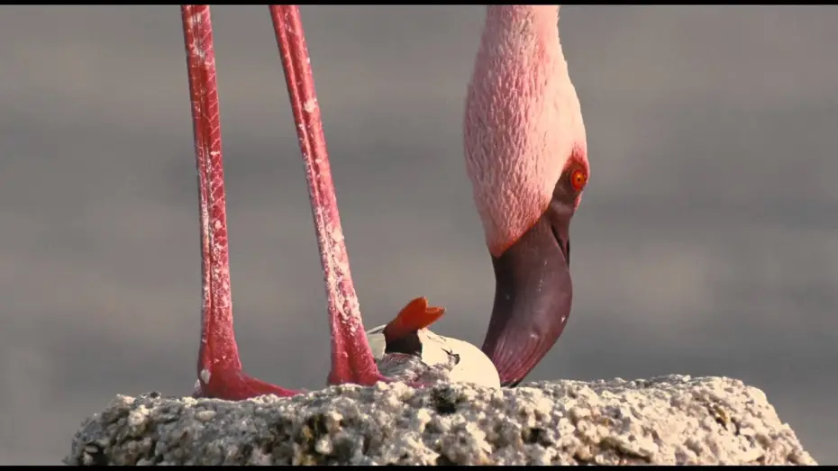 Watch film The Crimson Wing: Mystery of the Flamingos | Пурпурное крыло - Трейлер