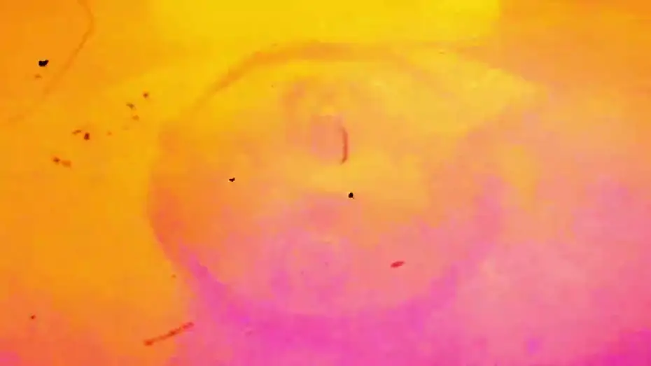 Watch film El&eacute;trico Magn&eacute;tico | El&eacute;trico Magn&eacute;tico (Brasil, 2025, Petter Baiestorf) [Exclusivo]