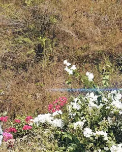 Manish Saroj