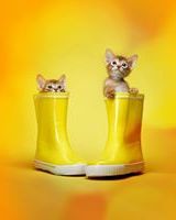 Honey Chinni