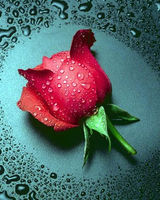 Divya C.P