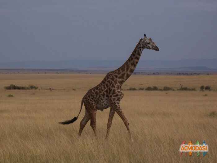 Kuldeep  Singh photo №43725. Uploaded 29 January 2016