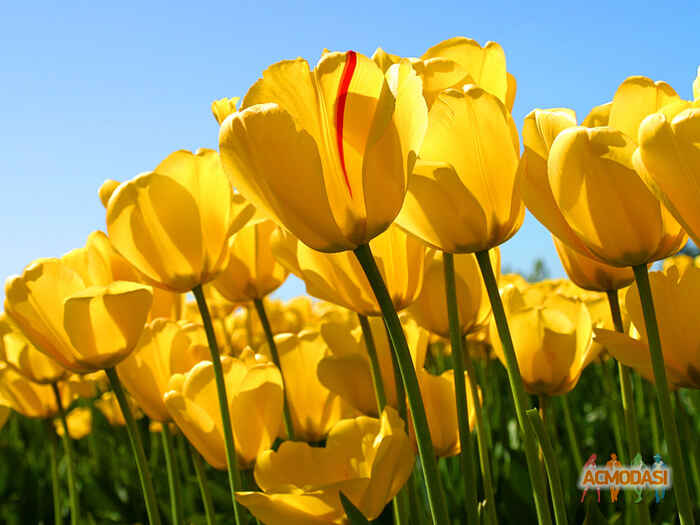 M.  Mookerjee photo №29976. Uploaded 20 November 2015