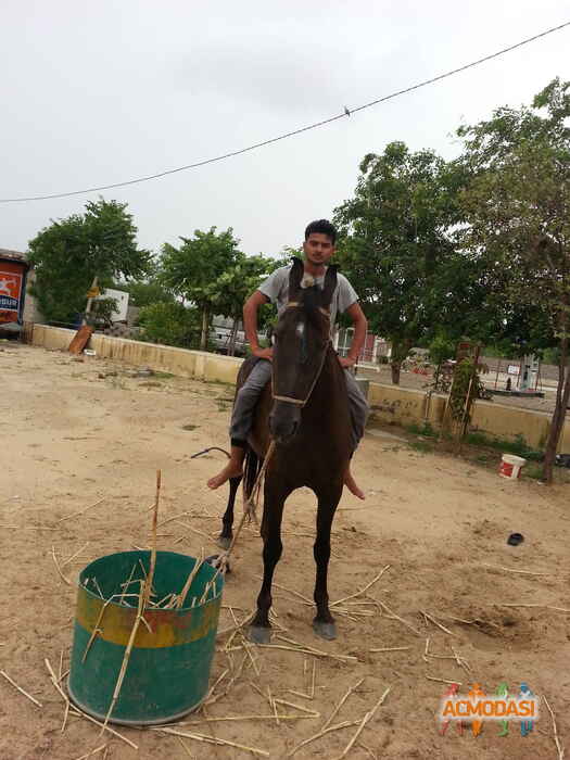 PREM RAJPUROHIT   photo №52907. Uploaded 04 April 2016