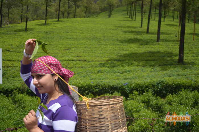 Neha  Singh photo №24753. Uploaded 16 October 2015