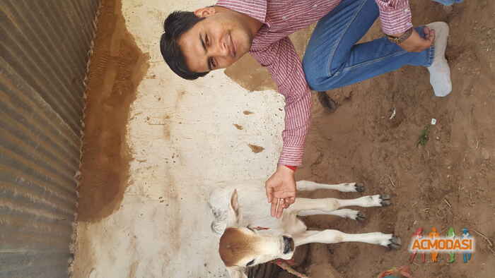 Sharavan   photo №15248. Uploaded 14 August 2015