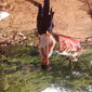 faiz ahmed painter photo №77108