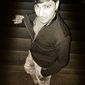 shoaib   photo №70822