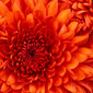 mithlesh kumar kumar kumar photo №69647