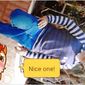 Deepy   photo №41098