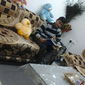 Mayank  Singh photo №74548